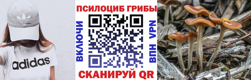 MEGA маркетплейс  Шадринск  Псилоцибиновые грибы мицелий 